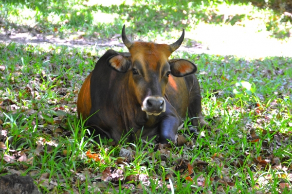 Zdjęcie z Vanuatu - 