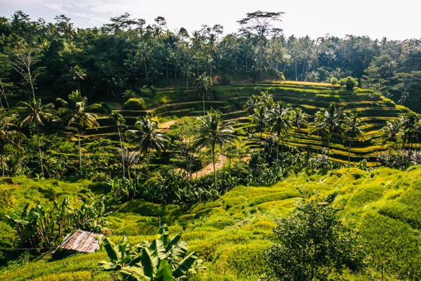 Zdjęcie z Indonezji - Tarasy ryzowe 