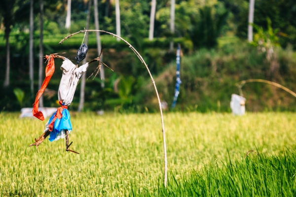 Zdjęcie z Indonezji - Wycieczka rowerowa Kintamani - Ubud