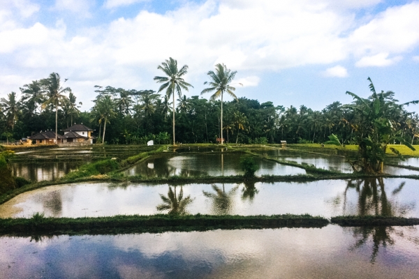 Zdjęcie z Indonezji - Wycieczka rowerowa Kintamani - Ubud