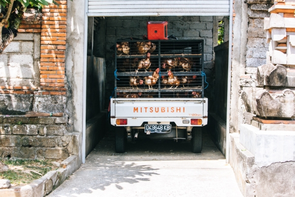 Zdjęcie z Indonezji - Ubud