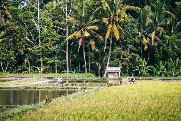 Zdjęcie z Indonezji - 