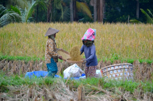 Zdjęcie z Indonezji - Praca jak sto lat temu