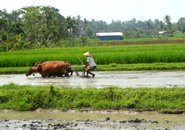 Zdjęcie z Indonezji - Na obrzezach Ubud