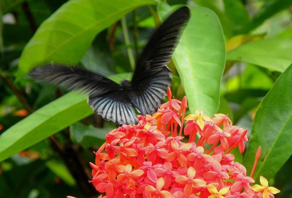 Zdjęcie z Indonezji - Fauna i flora 