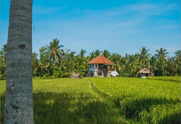 Zdjecie - Indonezja - Balijska wieś - piesze wycieczki wokół Ubud