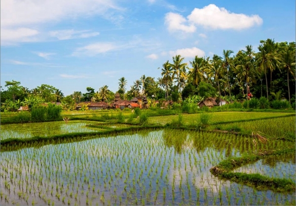 Zdjęcie z Indonezji - Na obrzezach Ubud