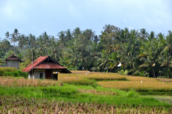 Zdjęcie z Indonezji - Na obrzezach Ubud