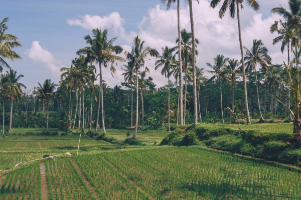 Zdjęcie z Indonezji - Podubudzkie pola ryzowe