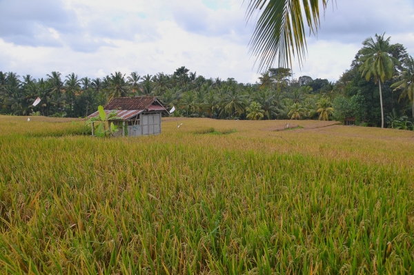 Zdjęcie z Indonezji - 