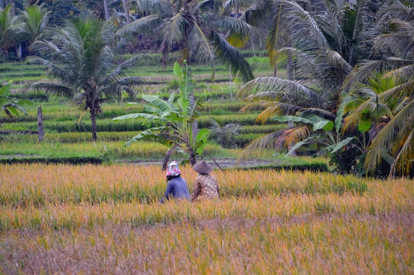 Zdjęcie z Indonezji - Odpoczynek