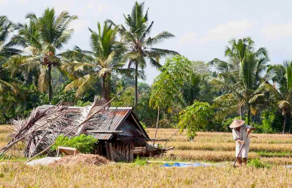 Zdjęcie z Indonezji - Rolnik przy pracy