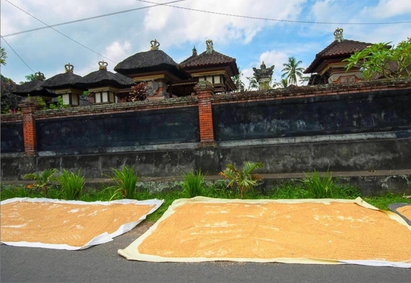 Zdjęcie z Indonezji - Ryz suszy sie na ulicy przy wiejskiej swiatyni