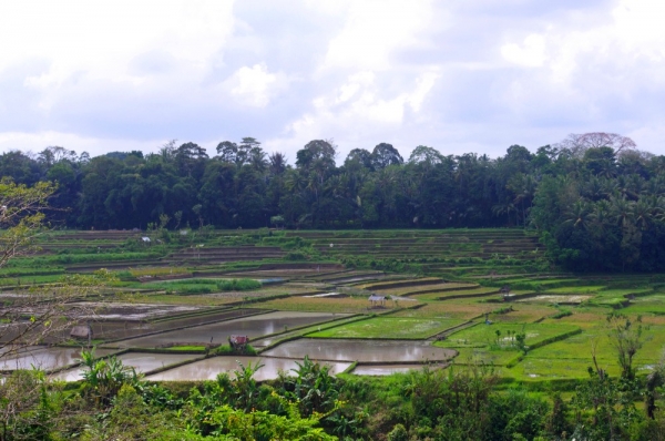 Zdjęcie z Indonezji - Podubudzkie pola ryzowe