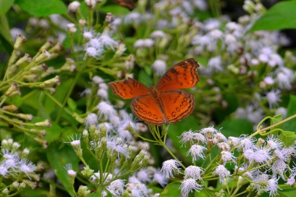 Zdjęcie z Indonezji - Fauna i flora 