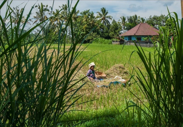 Zdjęcie z Indonezji - Balijska wieś