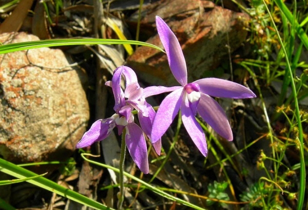 Zdjęcie z Australii - Poludniowoaustralijska zimowa flora