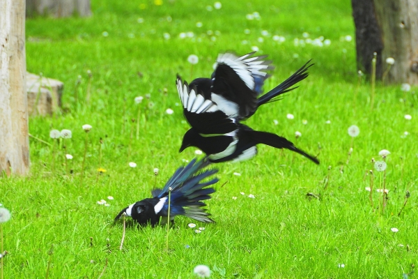 Zdjęcie z Australii - Walczace dzierzbowrony (australian magpie)