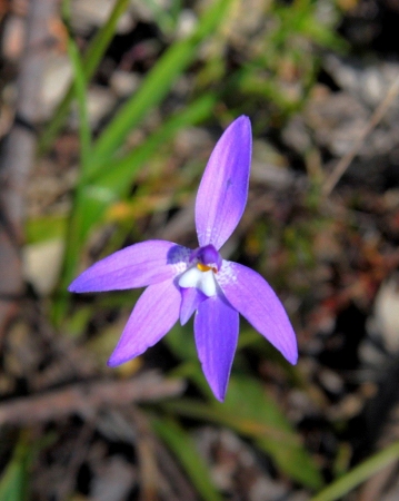 Zdjęcie z Australii - Zimowa flora