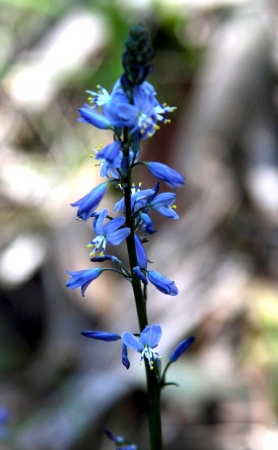 Zdjęcie z Australii - Zimowa flora