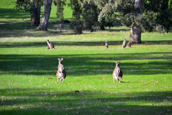 Zdjęcie z Australii - Kangury szare