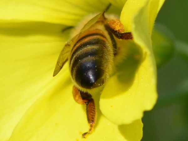 Zdjęcie z Australii - Fauna i flora 