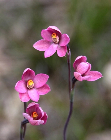 Zdjęcie z Australii - Zimowa flora