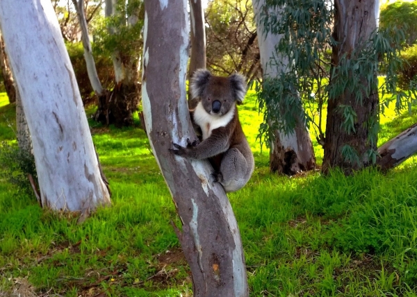 Zdjęcie z Australii - Koala w miejskim parku