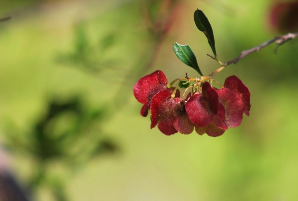 Zdjęcie z Australii - Zimowa flora