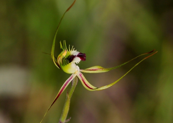 Zdjęcie z Australii - Zimowa flora