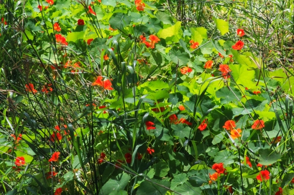 Zdjęcie z Australii - Zimowa flora
