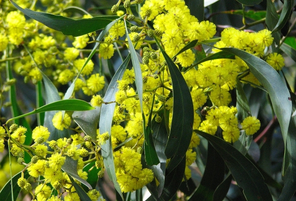 Zdjęcie z Australii - Kwitnie black wattle