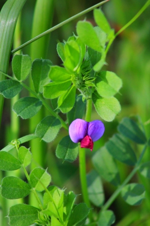 Zdjęcie z Australii - Zimowa flora
