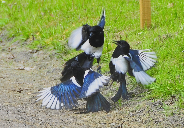 Zdjęcie z Australii - Walczace dzierzbowrony (australian magpie)