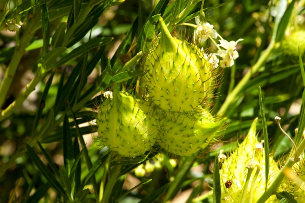 Zdjęcie z Australii - Jakas flora