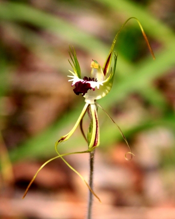Zdjęcie z Australii - Zimowa flora