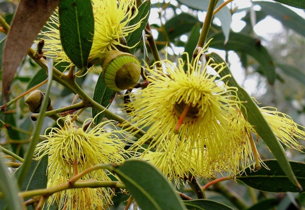 Zdjęcie z Australii - Kwitnie jedna z odmian eukaliptusa