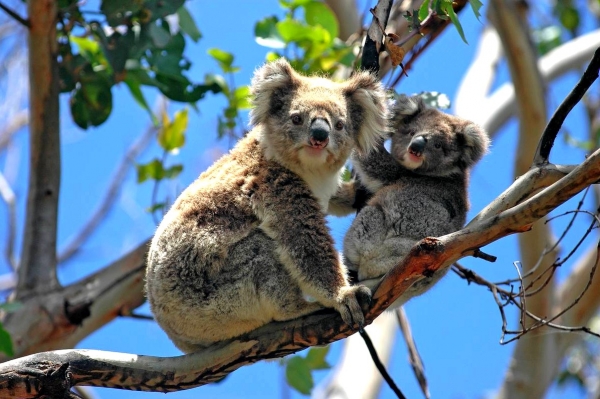 Zdjęcie z Australii - Misiowa rodzinka spotkana w Belair National Park :)