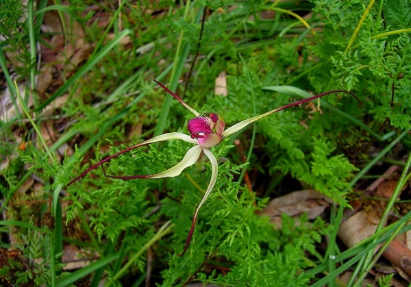 Zdjęcie z Australii - Zimowa flora