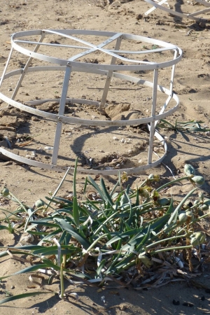 Zdjęcie z Cypru - stanowisko ochrony żółwich jaj w zbliżeniu