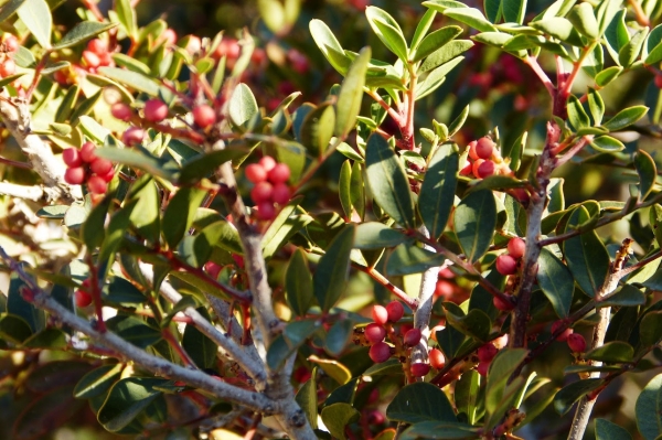 Zdjęcie z Cypru - pistacja kleista (lentyszek) porasta o tej porze roku pasmo gór Troodos