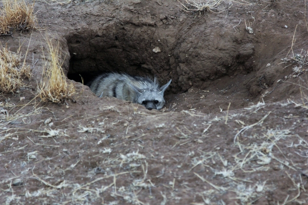 Zdjęcie z Namibii - Aardwolf