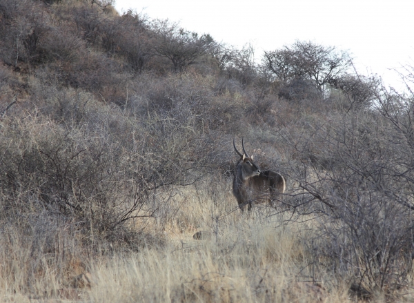 Zdjęcie z Namibii - Water Buck