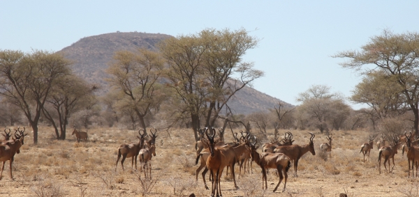 Zdjęcie z Namibii - 