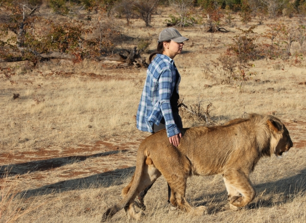 Zdjęcie z Namibii - Victoria Falls Lion encounter