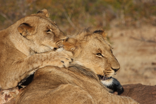 Zdjęcie z Namibii - Victoria Falls Lion encounter