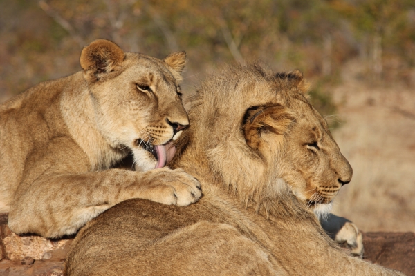 Zdjęcie z Namibii - Victoria Falls Lion encounter