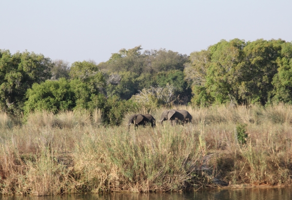 Zdjęcie z Namibii - Rejs po Zambezi