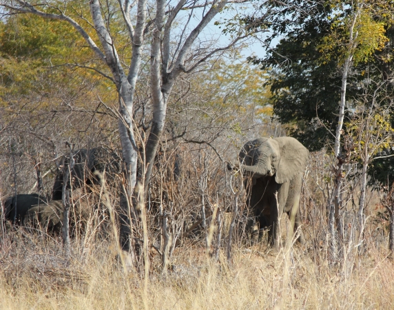 Zdjęcie z Namibii - w drodze do Hwange NP