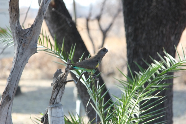 Zdjęcie z Namibii - w drodze do Hwange NP